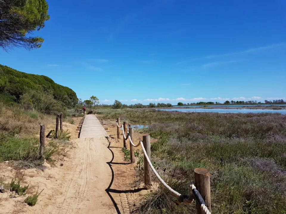 Wooden boardwalk through coastal dunes and lagoon marshes near Caorle