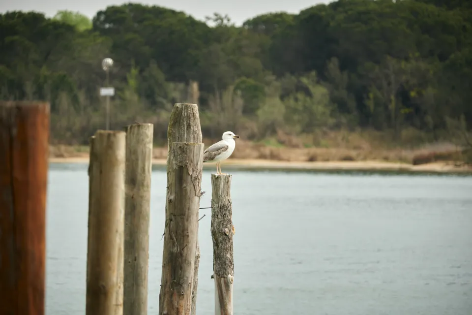 Wooden mooring poles and a seagull in the quiet Caorle lagoon