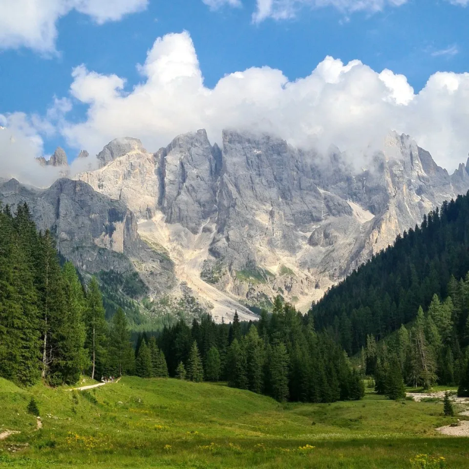 The Pale di San Martino massif above larch woods and alpine meadows