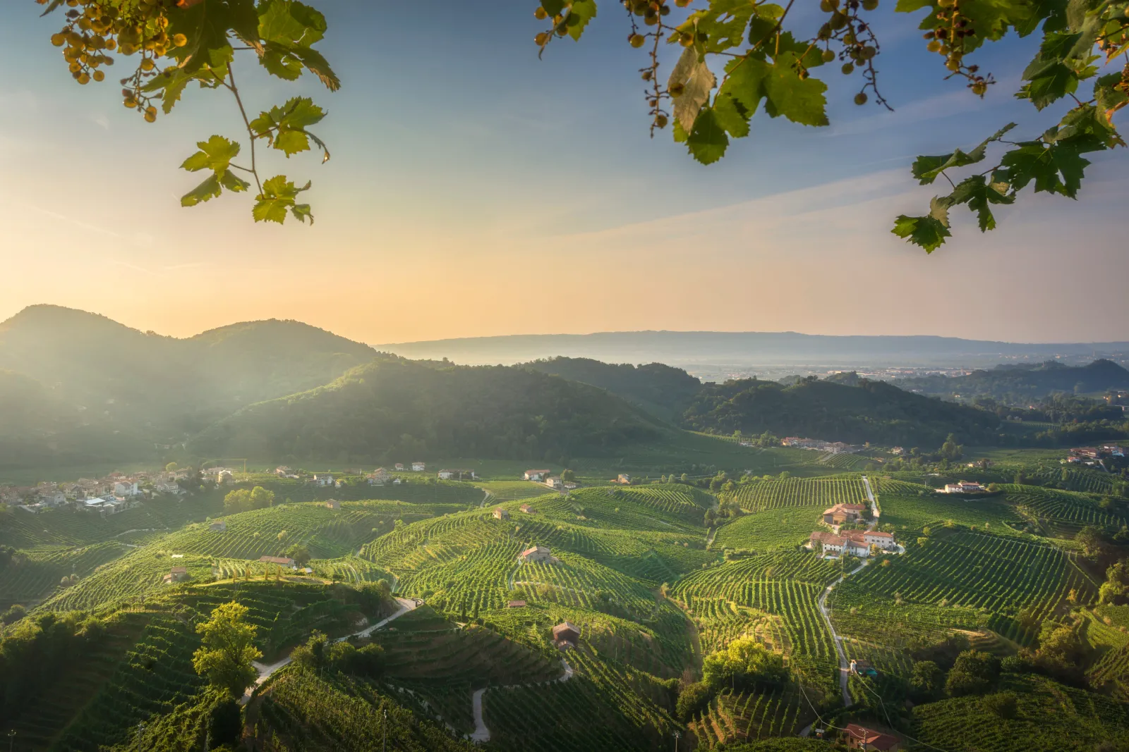 Sunrise over the vineyard-covered Prosecco Hills