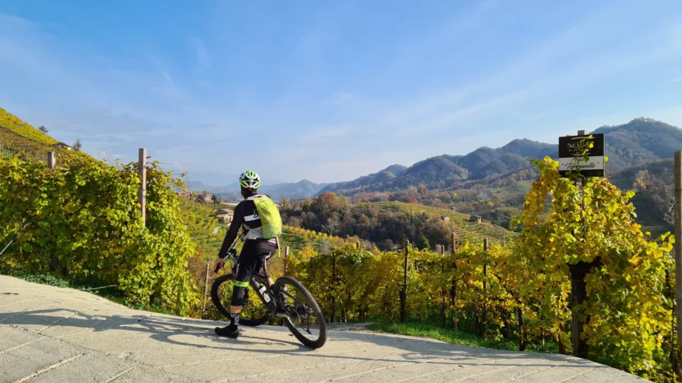 Mountain biker riding through golden autumn vineyards in the Prosecco Hills
